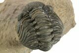 Curled Phacopid (Morocops) Trilobite - Foum Zguid, Morocco #323591-5